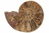 Crystal Filled, Cut & Polished Ammonite Fossil - Jurassic #191018-3